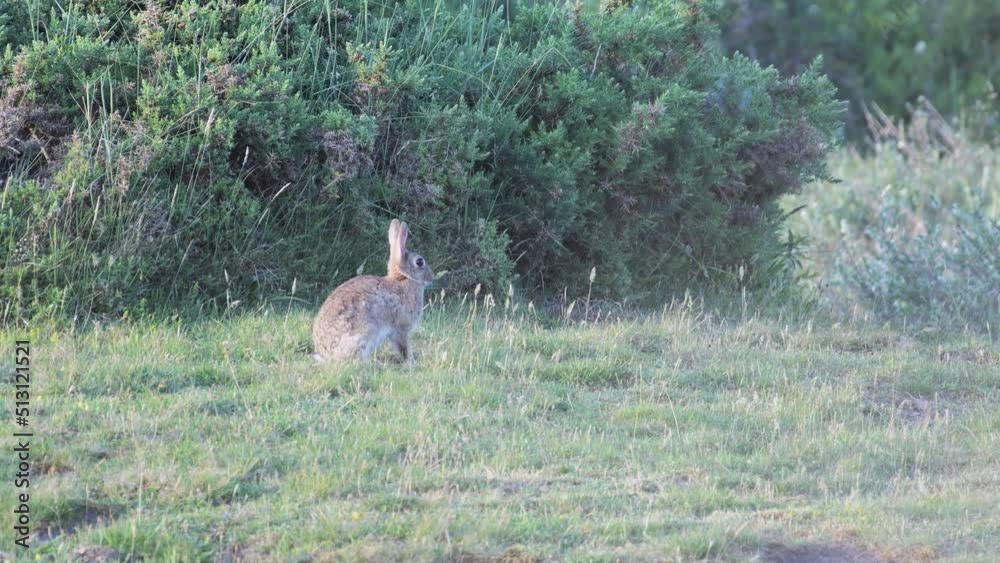Rabbit staying in the grass and feeding