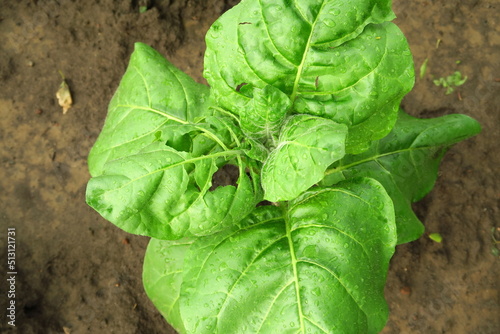 tobacco leaves damaged by heavy rain at a tobacco farm. tobacco cultivation concept photo