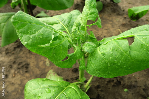 tobacco leaves damaged by heavy rain at a tobacco farm. tobacco cultivation concept photo