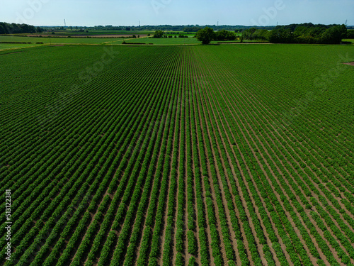 High aspect aerial image of an arable crop of potatoes in a ploughed field within the rural countryside farmland of England