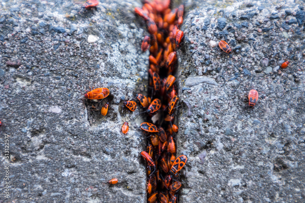 Insekten grabeln aus einem Bordsteinspalt heraus Insekten grabeln aus einem Bordsteinspalt heraus