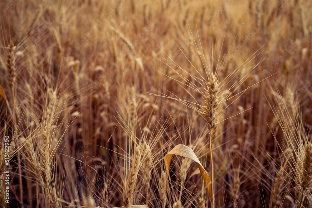 Fototapeta premium Wheat field. Ears of golden wheat close up. Beautiful Nature Sunset Landscape. Rural Scenery under Shining Sunlight. Background of ripening ears of meadow wheat field. Rich harvest Concept