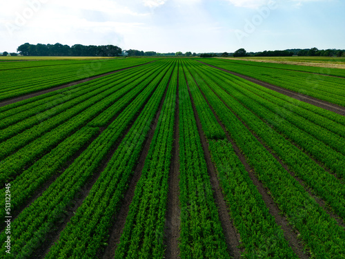 Low aspect aerial view across a field of carrots in the English countryside farmland