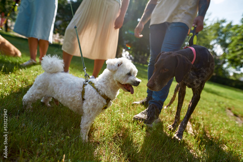Photography Kurzhaar and Maltese dogs get know each other