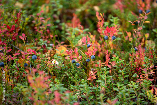 Ripe European blueberry, Vaccinium myrtillus ready for picking during autumn foliage in Finnish nature