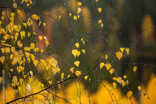 Delicate yellow autumnal silver birch, Betula pendula leaves during autumn foliage in Finnish nature © Kersti Lindström