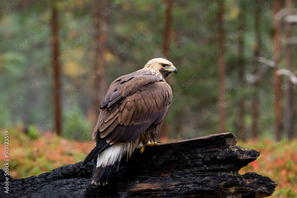 Fototapeta premium Young majestic raptor Golden eagle, Aquila chrysaetos perched on a burnt tree trunk during autumn foliage in Finnish taiga forest in Northern Europe