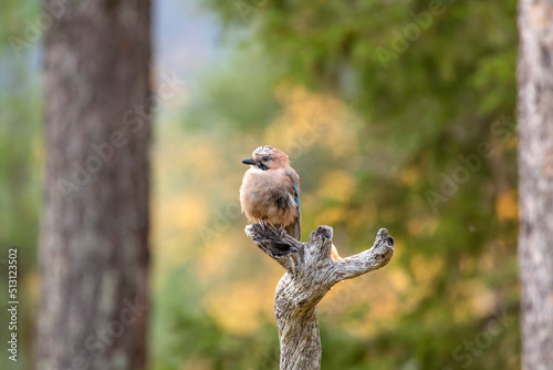 Colorful and cute European bird, Eurasian jay, Garrulus glandarius, sitting on an old branch in the boreal forest during autumn foliage in Finnish nature, Northern Finland