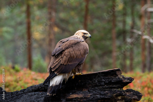 Young majestic raptor Golden eagle  Aquila chrysaetos perched on a burnt tree trunk during autumn foliage in Finnish taiga forest in Northern Europe