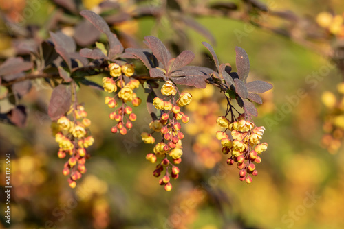 Inflorescences of Japanese barberry, Berberis thunbergii blooming in yellow flowers during spring