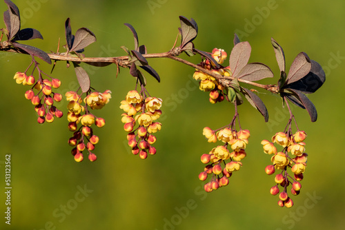 Inflorescences of Japanese barberry, Berberis thunbergii blooming in yellow flowers during spring
