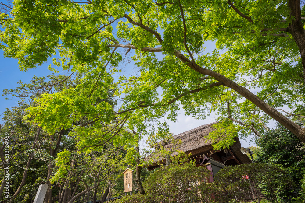 深大寺 新緑 浮岳山昌楽院 厄除元三大師 深大寺 新緑 浮岳山昌楽院 厄除元三大師