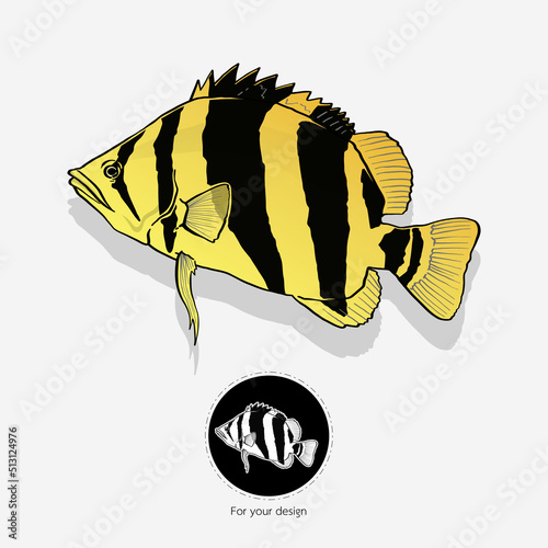 vector illustration of Siamese tigerfish. photo