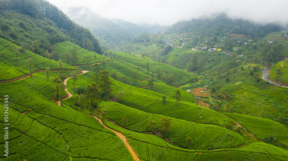 Tea plantations on hillsides in a mountainous province. Tea estate landscape. Sri Lanka. - obrazy, fototapety, plakaty 