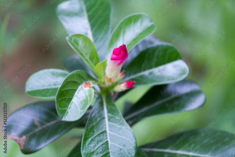 Obraz premium The flower around you make you calm.