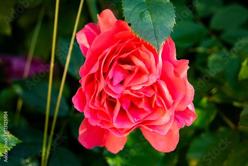A large red rose flower on a background of green leaves