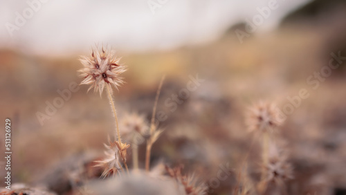 Sizilianische Frühlingsblumen