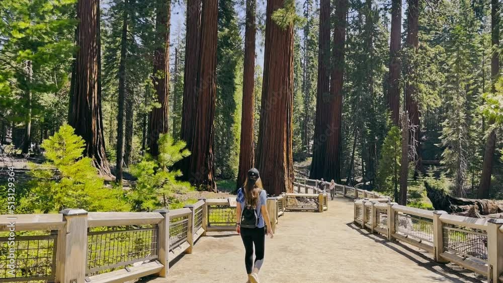 Woman hiker walking in Sequoia National Park. Large redwood trees surround tourists. Park in California. Extensive park with huge redwoods, hiking,