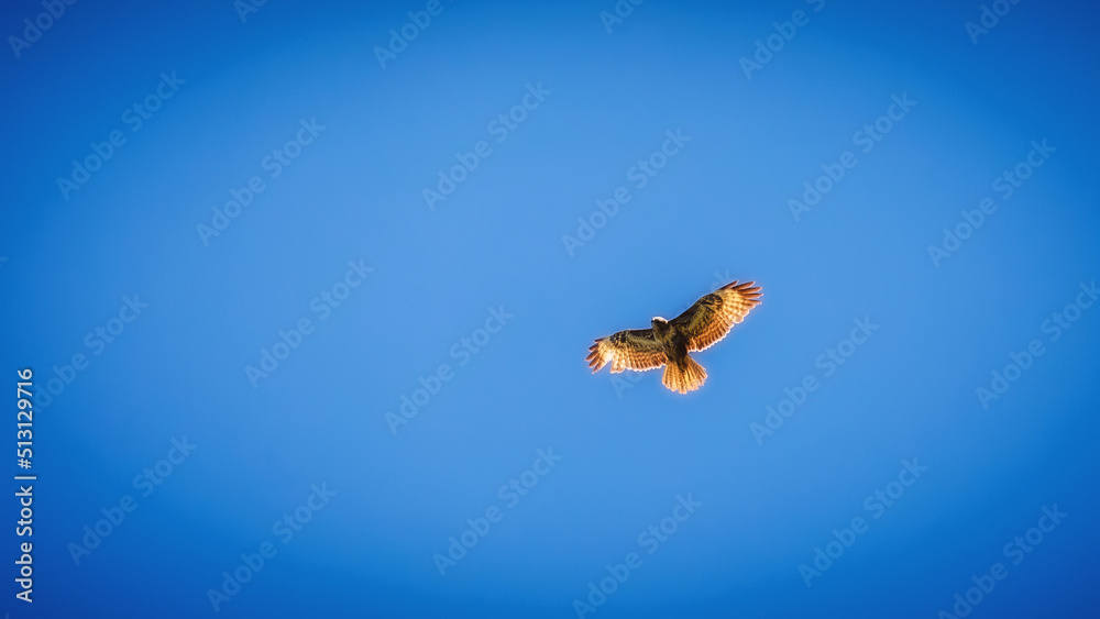 Fototapeta premium Flying Sicilian Hawk