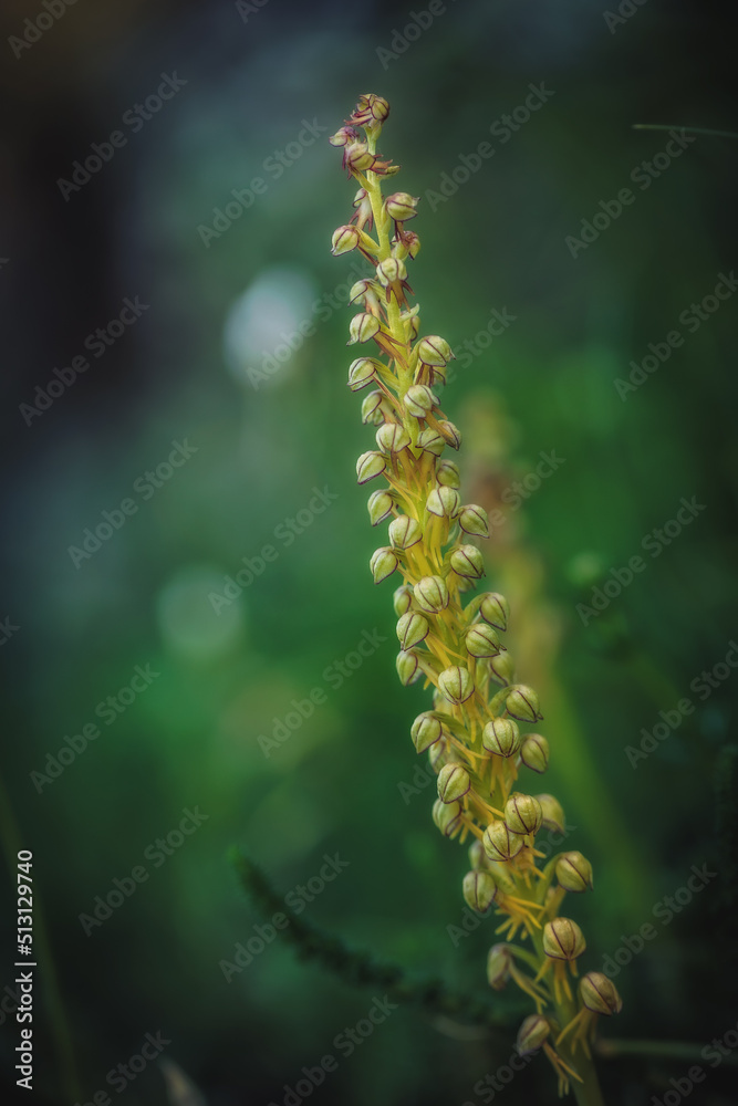 Naklejka premium Sicilian Wildlife Orchid