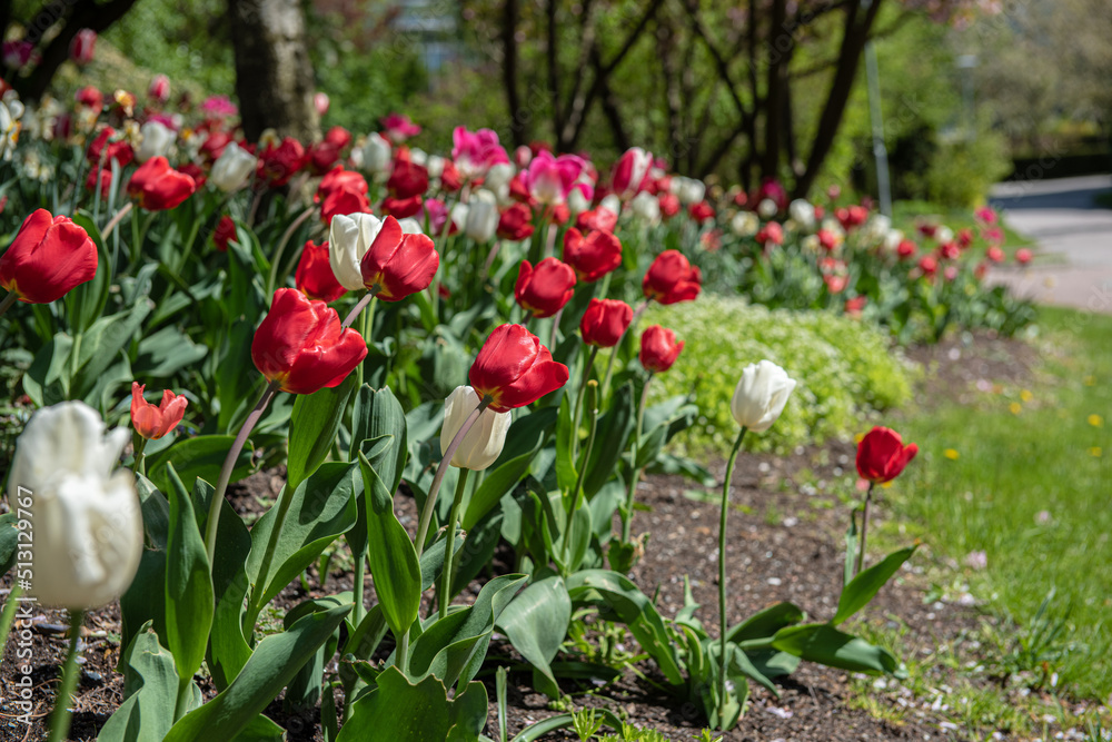 White and red tulips in a garden.