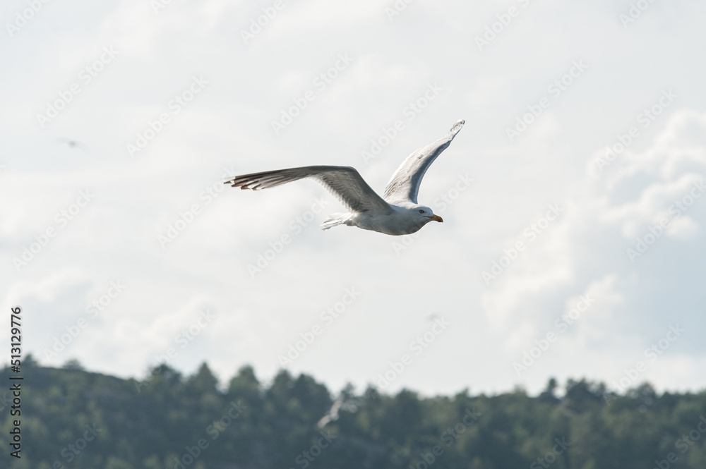 Sea gull flying over the sea.