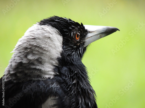 Close up of Australian Magpie