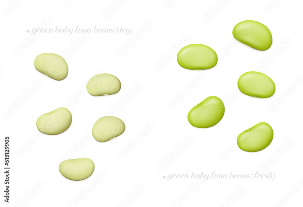 Several green baby lima beans (dry and fresh) isolated on white background. Top view. Realistic vector illustration.