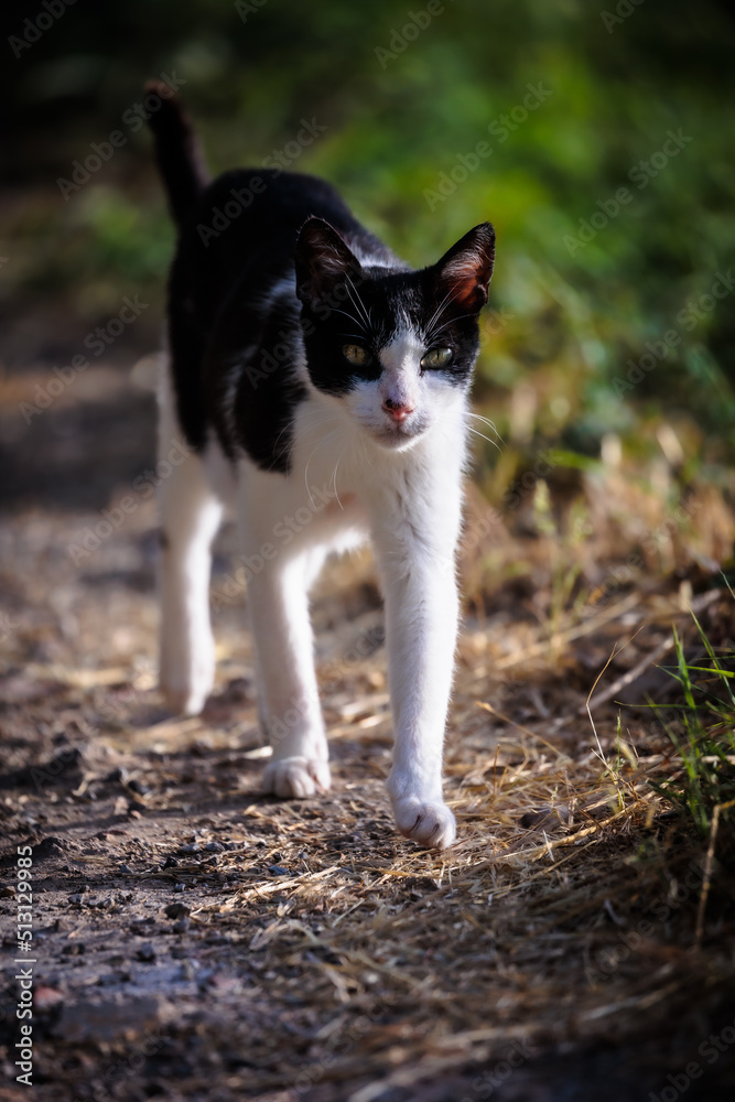 Cute House Cat