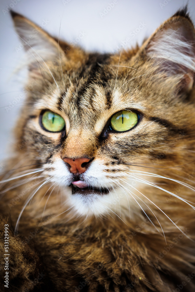 Cute House Cat Cute House Cat