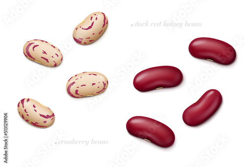 Several dark red kidney and cranberry (roman or borlotti) beans isolated on white background. Top view. Realistic vector illustration.