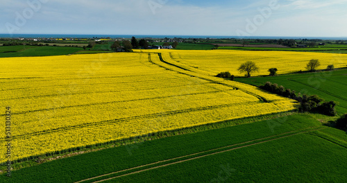 An Aerial photo of fields of Yellow Oilseed rape rapeseed blowing in wind in Ireland