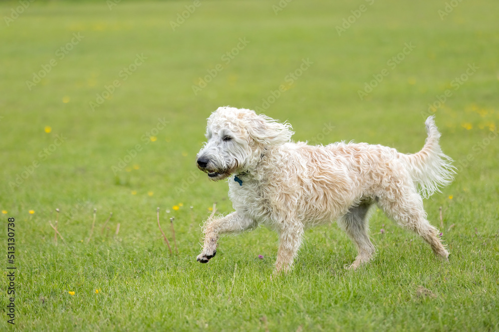 White labradoodle running and on the grass with fur in the wind