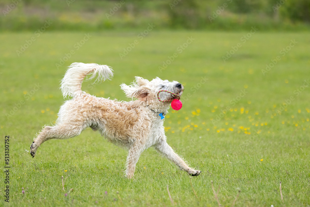Red toy labradoodle online