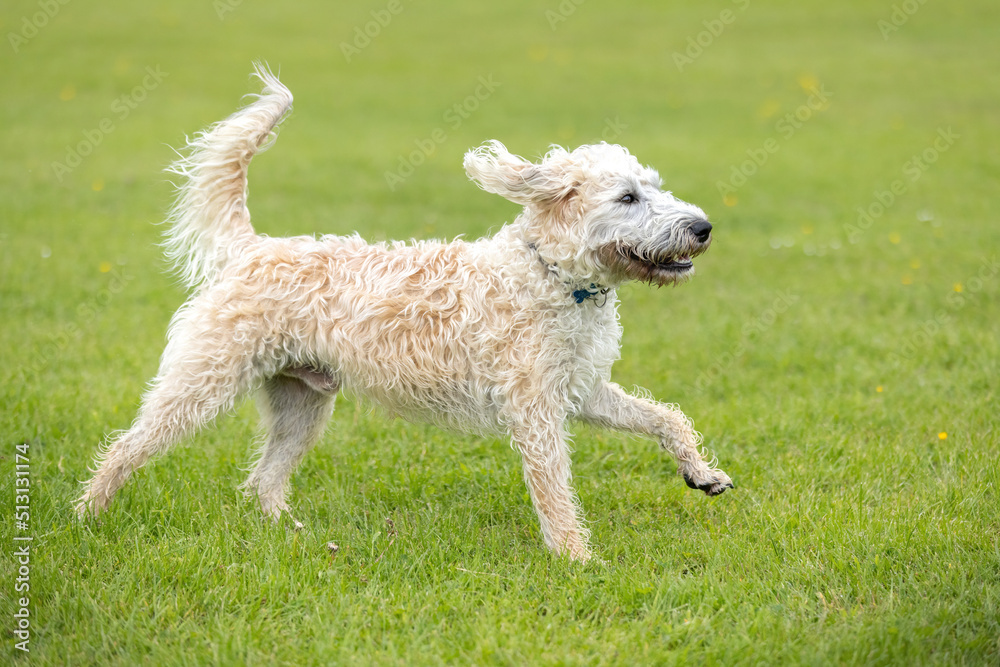 White labradoodle walking and having fun at the dogpark White labradoodle walking and having fun at the dogpark