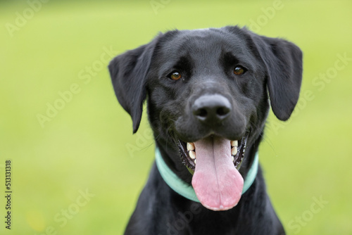 Young black Labrador retriever wearing collar and tongue sticking out of mouth with green background while staring into camera