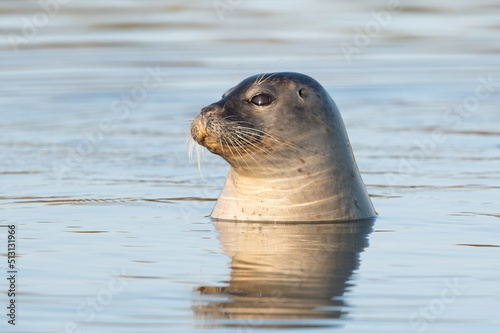 Inquisitive Harbour Seal (Phoca vitulina) surveying the Norfolk coast at dawn