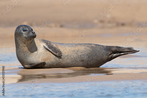 Harbour Seal (Phoca vitulina) hauled out on the sands of the Norfolk coast photo
