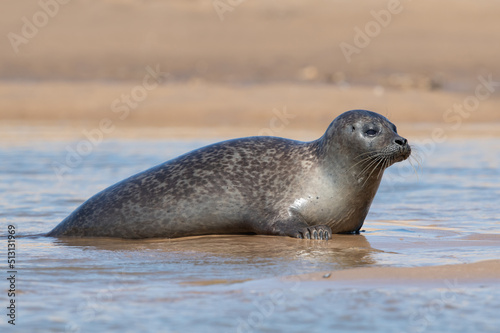 Harbour Seal (Phoca vitulina) hauled out on the sands of the Norfolk coast
