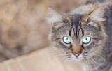 close-up of a cat with bright yellow-green eyes