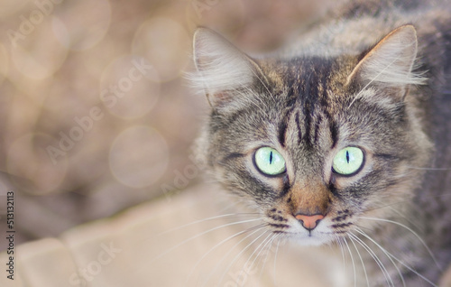 close-up of a cat with bright yellow-green eyes © Надежда Д