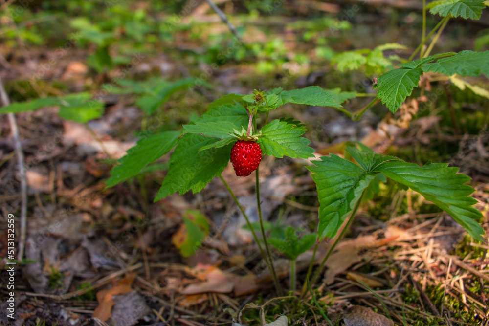 strawberries, summer berries, in a forest clearing strawberries, summer berries, in a forest clearing