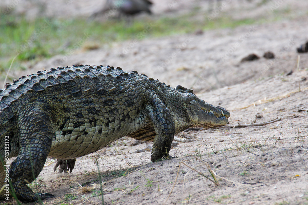 Fototapeta premium Nile Crocodile, Kruger National Park, South Africa