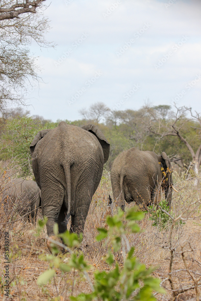 African Elephant, Kruger National Park, South Africa