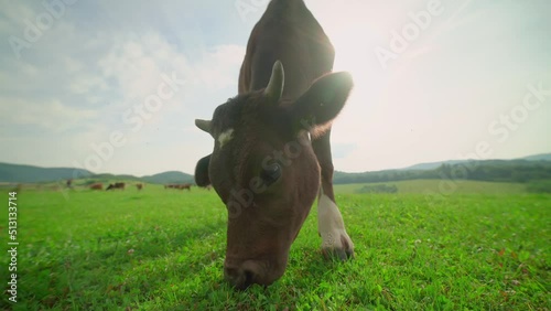 Close-up of a dairy cow eating grass in a meadow in the mountains.
