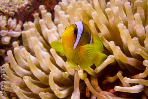 Beautiful clownfish in the anemone in the warm tropical water of the Red Sea in Hurghada, Egypt. Loving scuba diving 