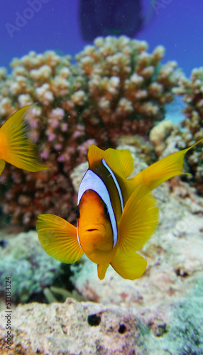 Beautiful clownfish in the anemone in the warm tropical water of the Red Sea in Hurghada, Egypt. Loving scuba diving 