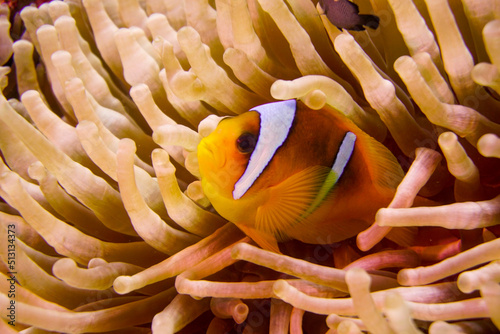 Fotobehang Beautiful orange clownfish in the anemone in the warm tropical water of the Red Sea in Hurghada, Egypt