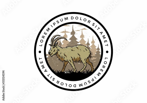 Hairy mountain goat with long horns