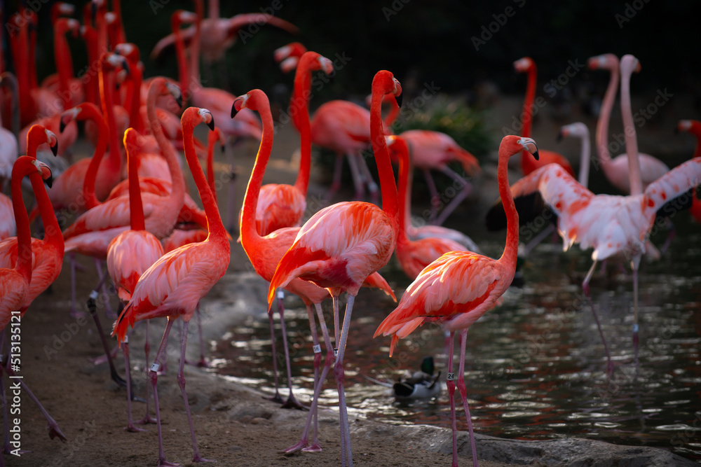 Pink Flamingo in nature. Phoenicopterus ruber in close contact with the female. Beauty Flamingos. Pink Flamingo in nature. Phoenicopterus ruber in close contact with the female. Beauty Flamingos.